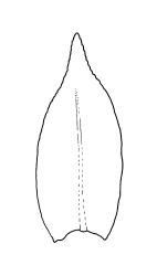 Tetrodontium brownianum, perichaetial leaves. Drawn from G.O.K. Sainsbury s.n., 27 Mar. 1940, CHR 398344.
 Image: R.C. Wagstaff © Landcare Research 2017 